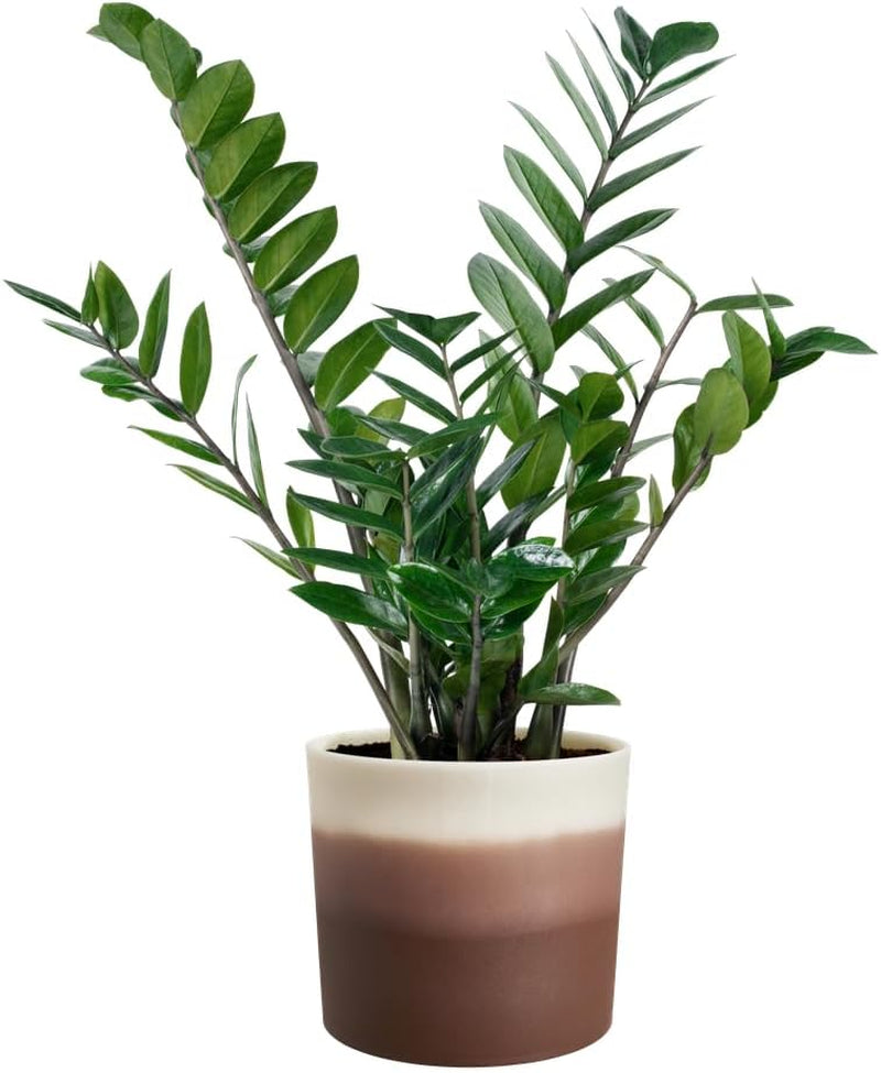 elho Ghiveci rotund cu gradient de culoare 16 cm - Ghiveci de flori de interior - 100% plastic reciclat - Ø 15,9 x H 14,7 - Maro/Cedru Maro