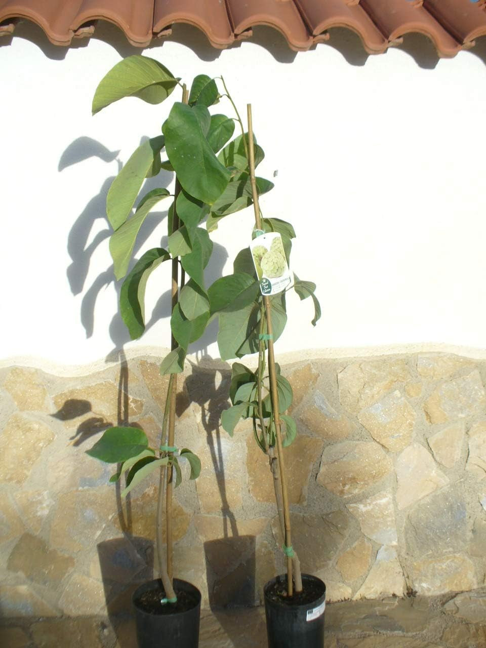 1X Cherimoya (Annona Cherimola), Zimtapfel, Rahmapfel Oder Süßsack - Ein Baum Ca. 150-160 Cm Hoch
