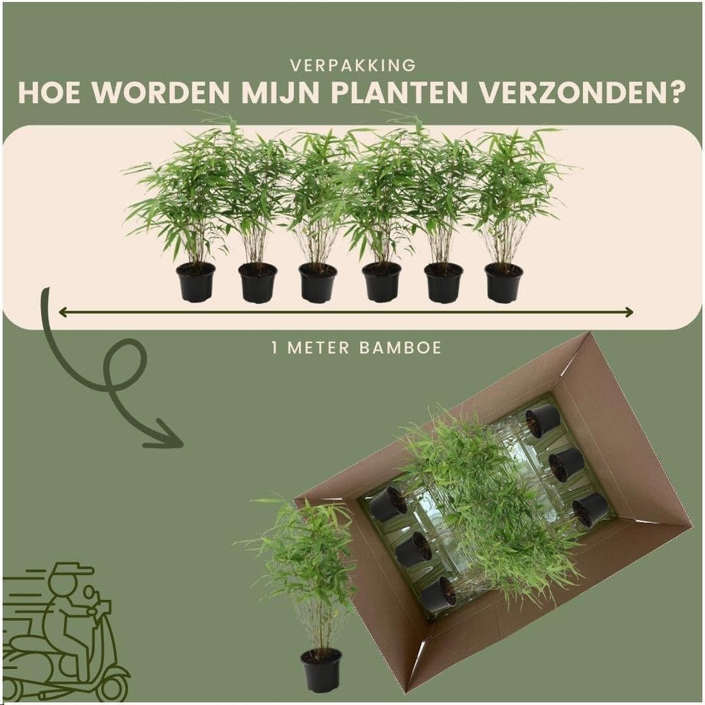 Plants by Frank | Bambus Pflanze Winterhart Im Set Von 6 Pflanzen | Fargesia Rufa | Gartenpflanzen | Gräser Winterhart Mehrjährig |Ø13 Cm | 25 Cm | Keine Wurzelausläufer