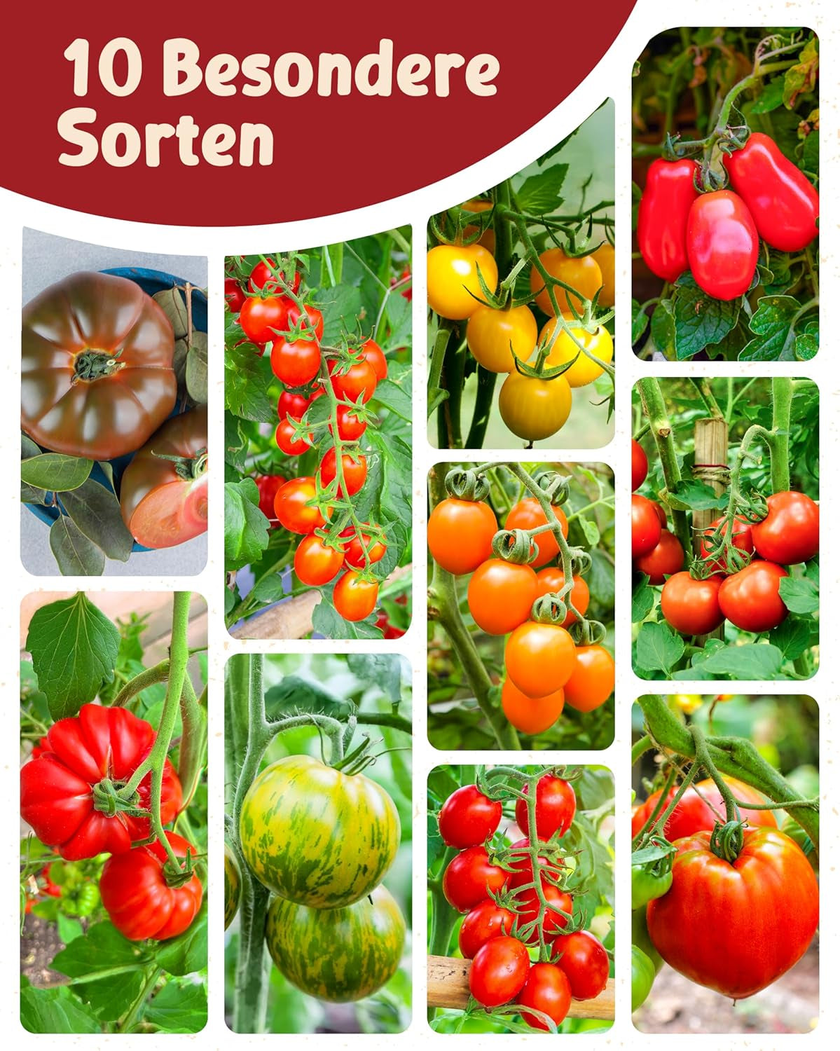 Bio-Tomatensamen im 10er-Set – 10 Tomatensamen für den einfachen Anbau im Garten, Balkon oder Hochbeet – Pflanzensamen – Setzlinge