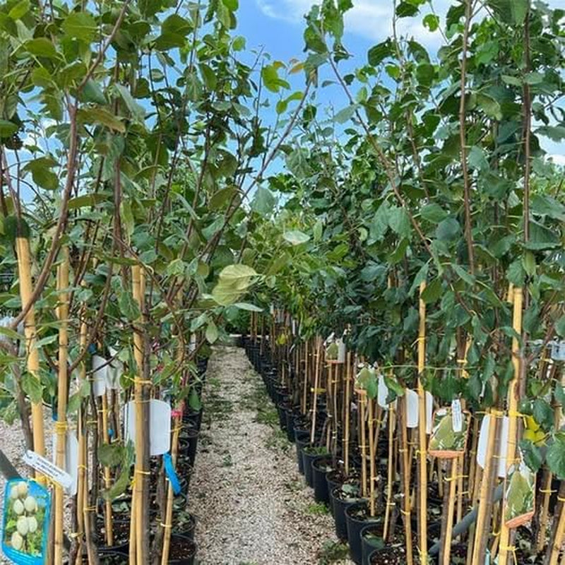 Shiro-Pflaumen Tropfen Gold -Obstpflanze Alte Frucht Auf Blumentopf 26 - Baum Max 200 Cm – 4 Jahre Anbau Italien