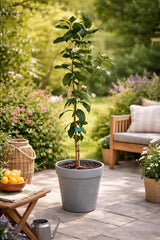 Citrus Limon Lunario 120 Cm - Echter Zitronenbaum (C17) - Vier-Jahreszeiten-Zitrone Für Balkon, Garten & Terrasse - Robuster Zitronenbaum Mit Ganzjähriger Ernte