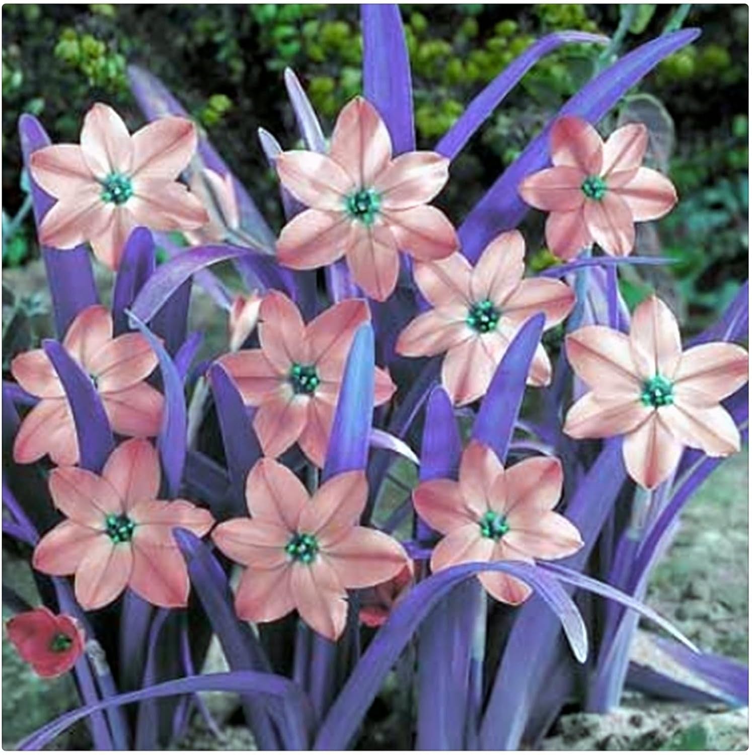 Lebende Pflanzen,Mehrjährige Blumenzwiebel ist winterhart, Winterhart pflanzen, Mysteriöse magische Glühbirne, Blumenzwiebel Mix-4 Oxalis Triangularis Blumenzwiebeln