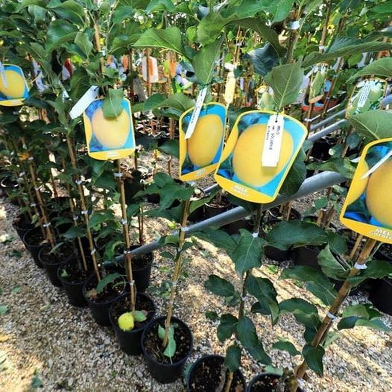 Apfelbaum Golden B – Antike Sorte, Topf Ø 20 Cm, Höhe 150–170 Cm, Alter: 2 Jahre – Italienische Baumschule