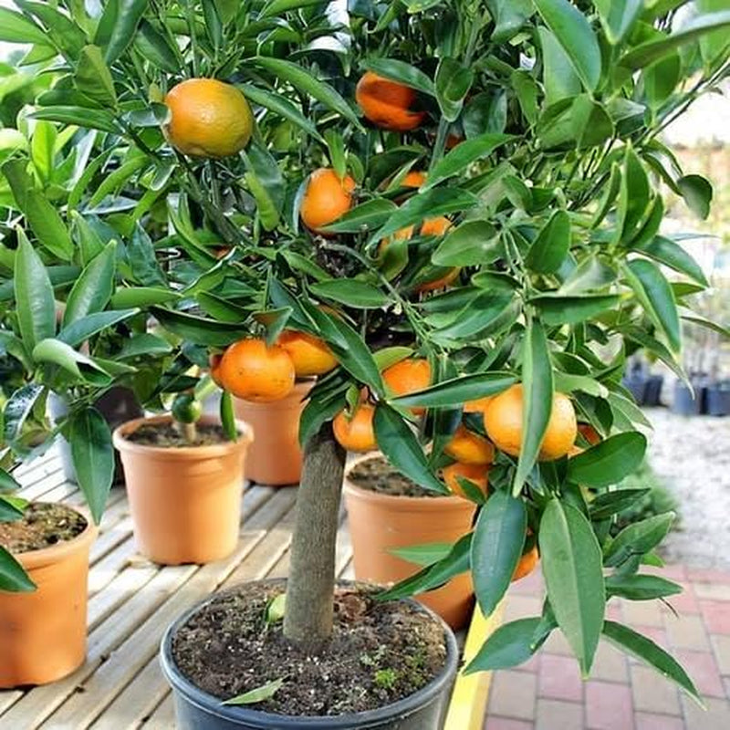 Clementine Zitrusfrüchte - Citrus Clementina - Obstpflanze Auf Blumentopf 22 - Baum Max 70 Cm - Anbau Italien