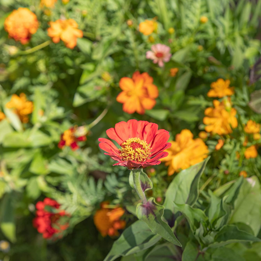 Bunte Balkonblumenmischung – 2 Premium-Balkonblumen-Samenmatten, einfach zu züchtende Sommerblumen und Wildblumensamen von OwnGrown Insect Friendly Annual Seeds