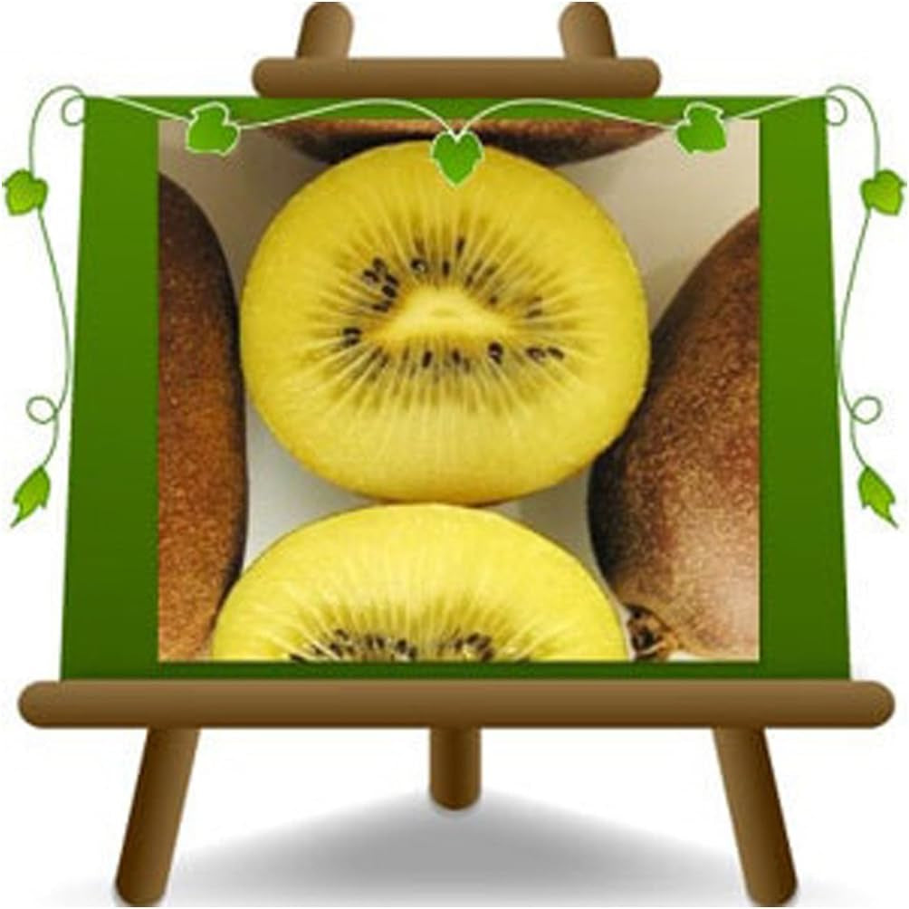 Kiwi Actinidia Männlicher Bestäuber Auf Blumentopf 20-170 Cm - 2 Jahre