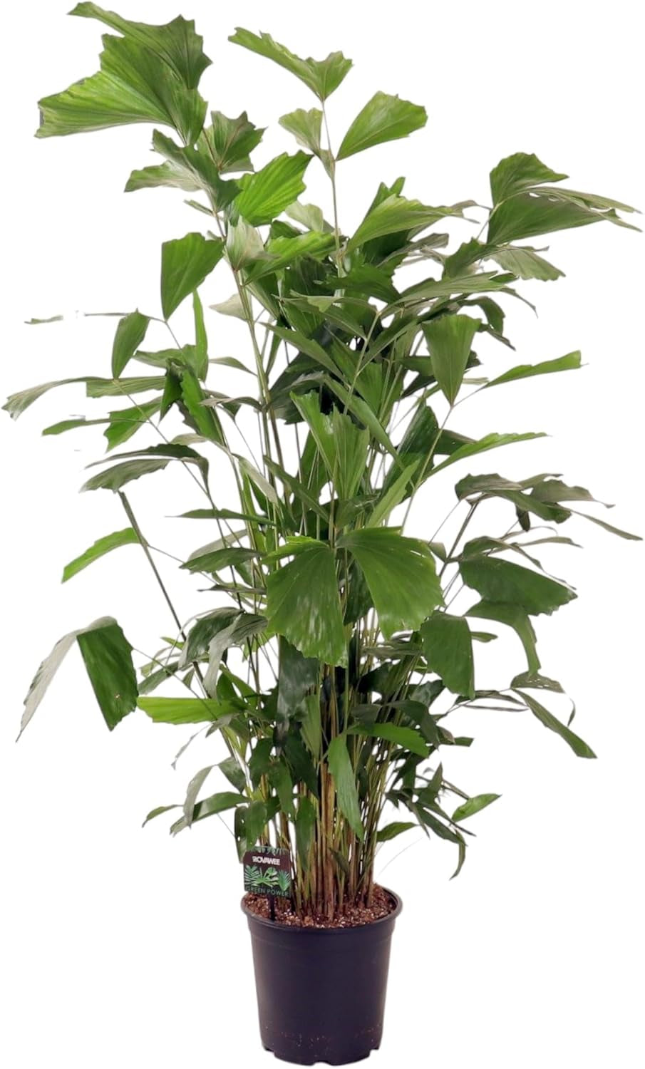 Trendyplants - Caryota Mitis - Fischschwanzpalme - Zimmerpflanze - Höhe 130-150 Cm - Topfgröße Ø24Cm