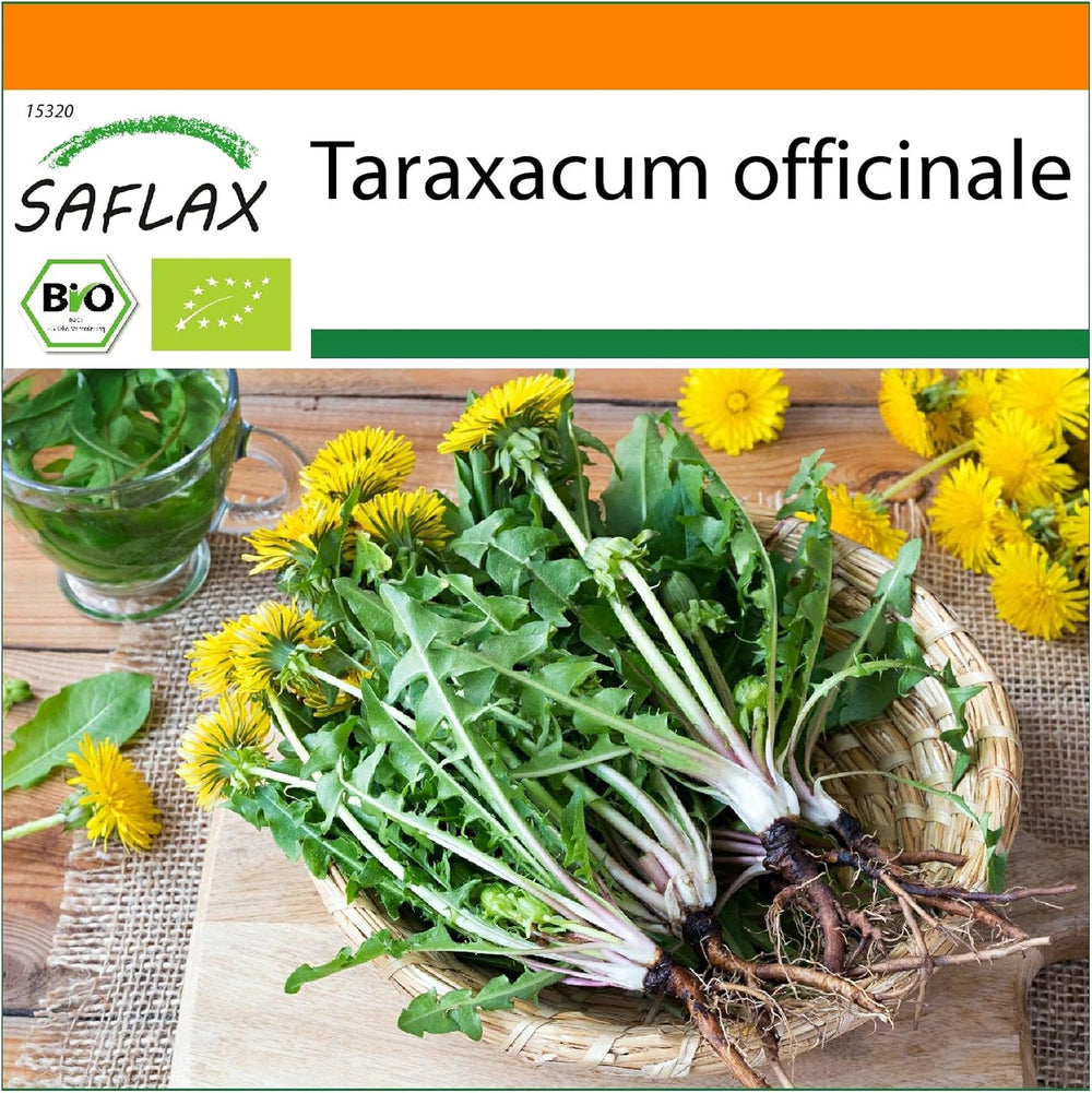 SAFLAX - BIO - Löwenzahn - 400 Samen - Taraxacum officinale