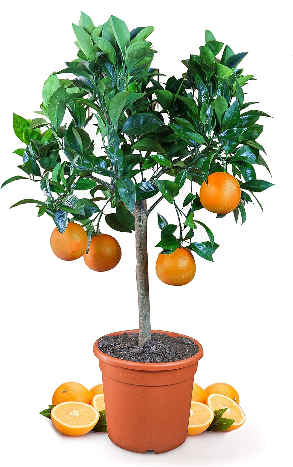 Orange von My Oranjeria – echte Orange – Zitruspflanze – Citrus sinensis – Orange – veredelte Orange für Gärtner (Mezzo [M])