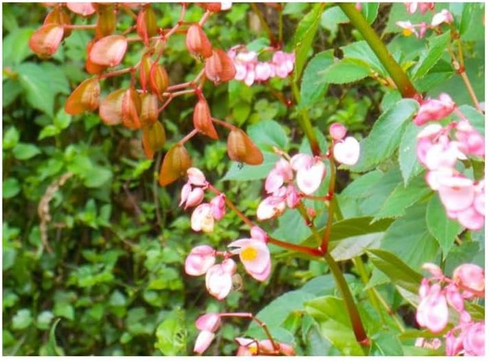 Stk - 10X Begonia Fischeri Ziersträucher Garten Pflanzen - Samen ID333 -