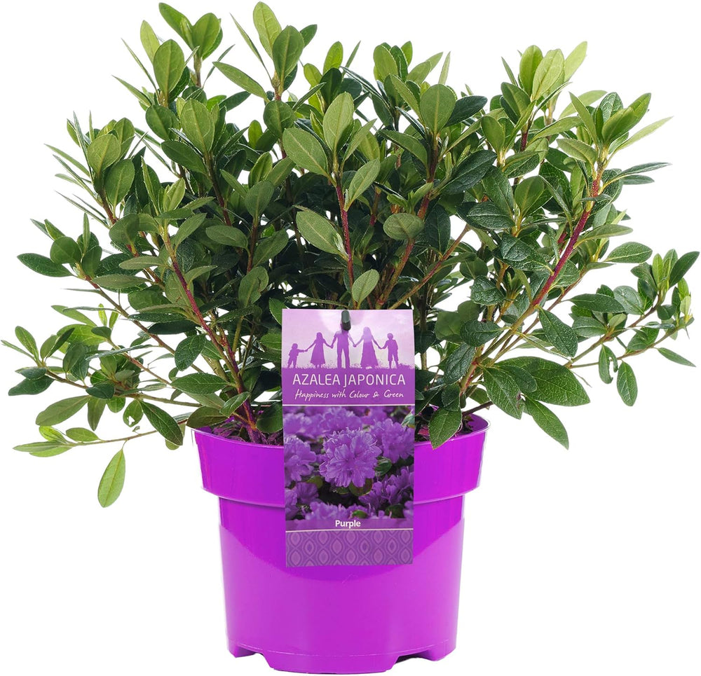 LILA AZALEA JAPANISCHER IMMERGRÜNER STRAUCH ROBUSTE GARTENPFLANZEN IM 2L TOPF X B1