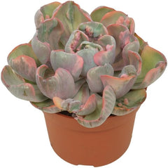 Exotenherz Buntes Rosetten-Dickblatt - Echeveria "Cleopatra" - RARITÄT - Pflegeleichte Sukkulente - 10,5Cm Topf