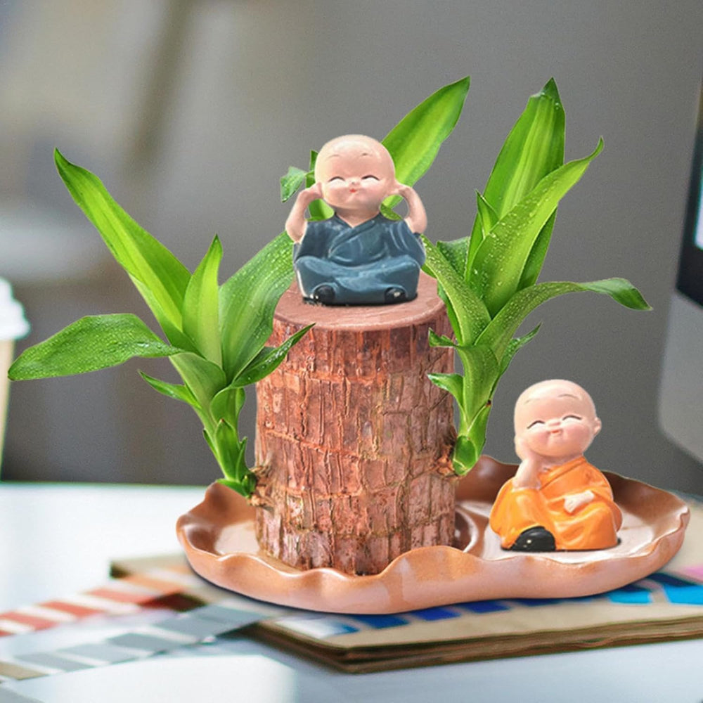 Brasilianische Holzpflanze Mit Blumentopf, Brasilianisches Glücksholz, Hydroponische Topfpflanze, Hydroponische Glücksholzpflanze, Reinigt Die Raumluft, Büro-Schreibtischpflanze Für Den Innenbereich