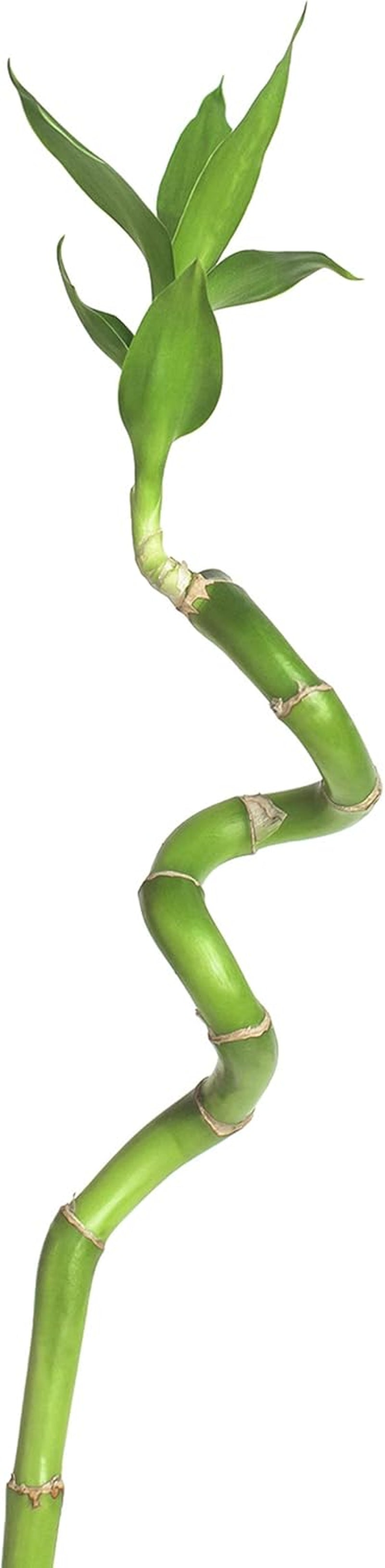 5X Lucky Bamboo Glücksbambus - 50Cm GEDREHT - Spiral in Verschiedenen Groessen - Zimmerbambus Gluecksbambus Zimmer Deko Bam Boo Dracaena Sanderiana Zimmerpflanze