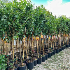 Aprikosenbaum Pellecchiella Obstbaum Im Topf 20 Cm Höhe Ca. 170 Cm – Alter 2 Jahre - Italienische Gärtnerei