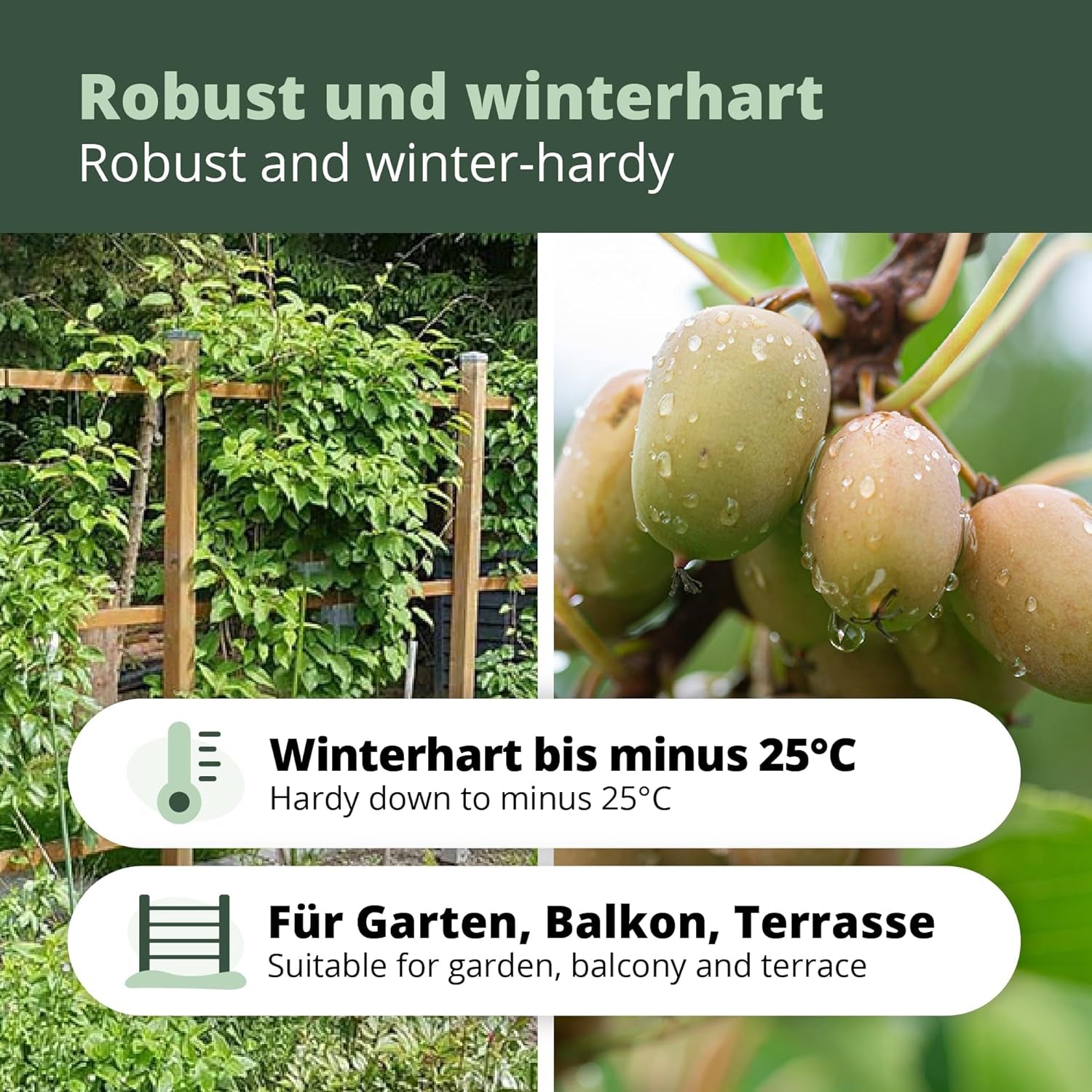 Kiwiri'S Kiwibeeren Trio - 3 Kiwipflanzen (Actinidia Arguta) - Mini Kiwi - Sortengarantie Direkt Vom Züchter