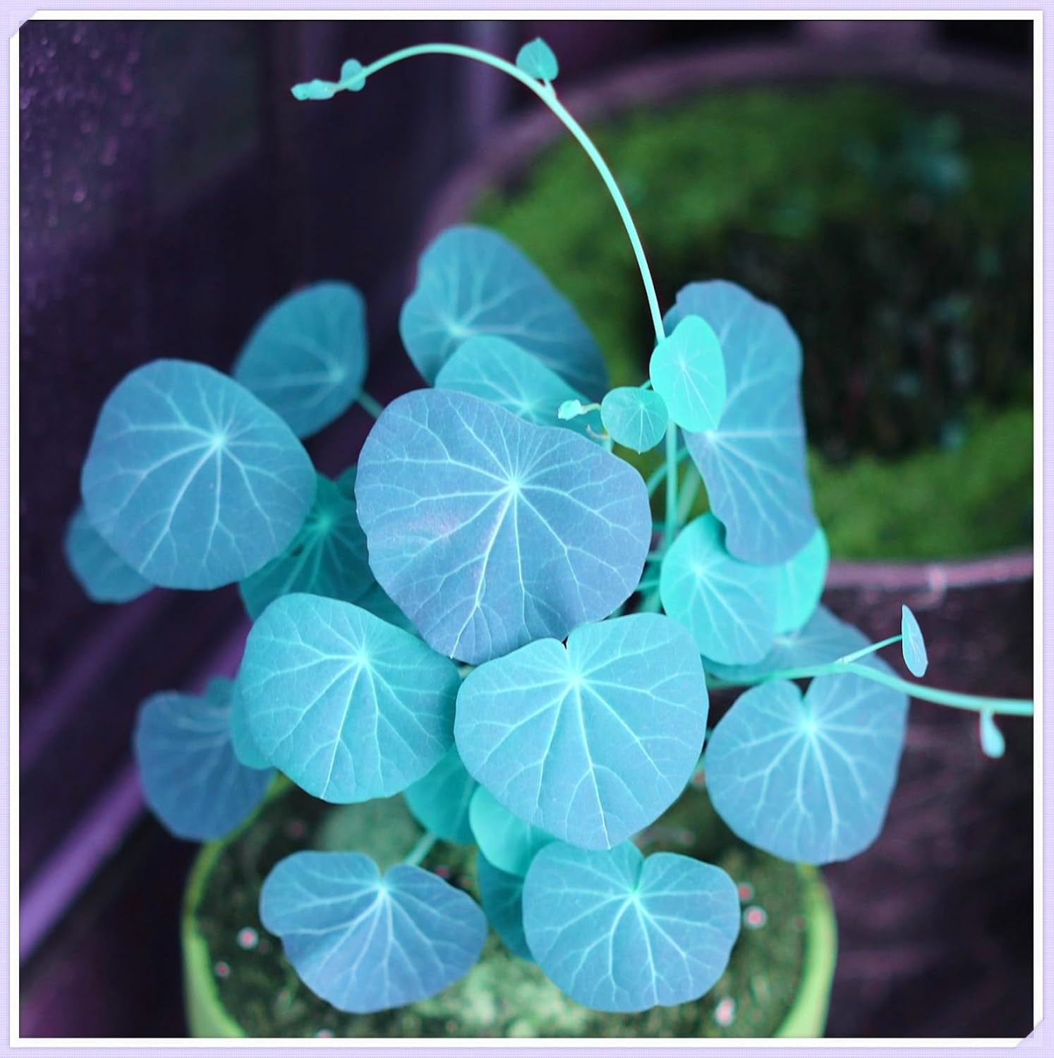 Blumenzwiebelmischung, Mystery Magic-Zwiebel, winterharte Pflanzung, winterharte mehrjährige Blumenzwiebel, winterharte Blumenzwiebeln – 3 Orchideenzwiebeln
