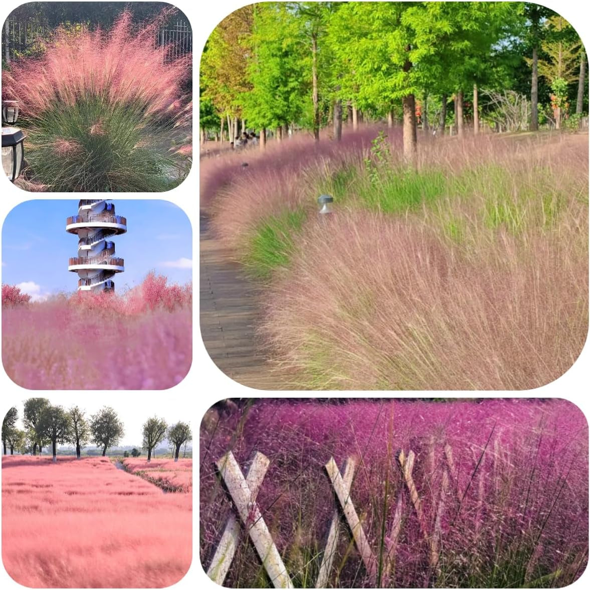 Muhlenbergia Capillaris, Ziergras Bodendecker Winterhart Herbst Deko Topfpflanzen 300Samen