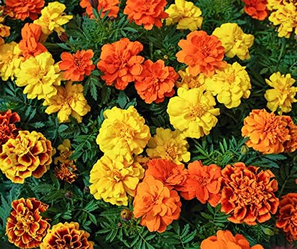 La Verde MEIN GARTEN UND ICH. Tagetes Bonita Blumensamen mischen für ca. 100 Pflanzen, langblühende Ringelblumen, gefüllte Blüten, gentechnikfreie Samen
