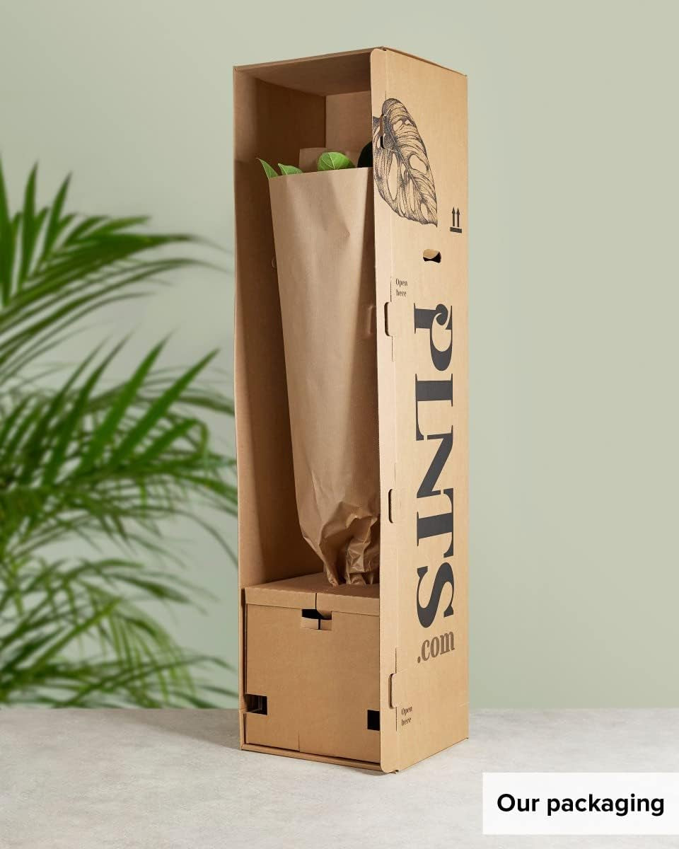 Ficus Lyrata (Feigen) - Zimmerpflanzen, Pflanzen Echt, Nachhaltige Verpackung Geigen-Feige- 21Cm Topf - Höhe 110Cm - Direkt Von Der Gärtnerei