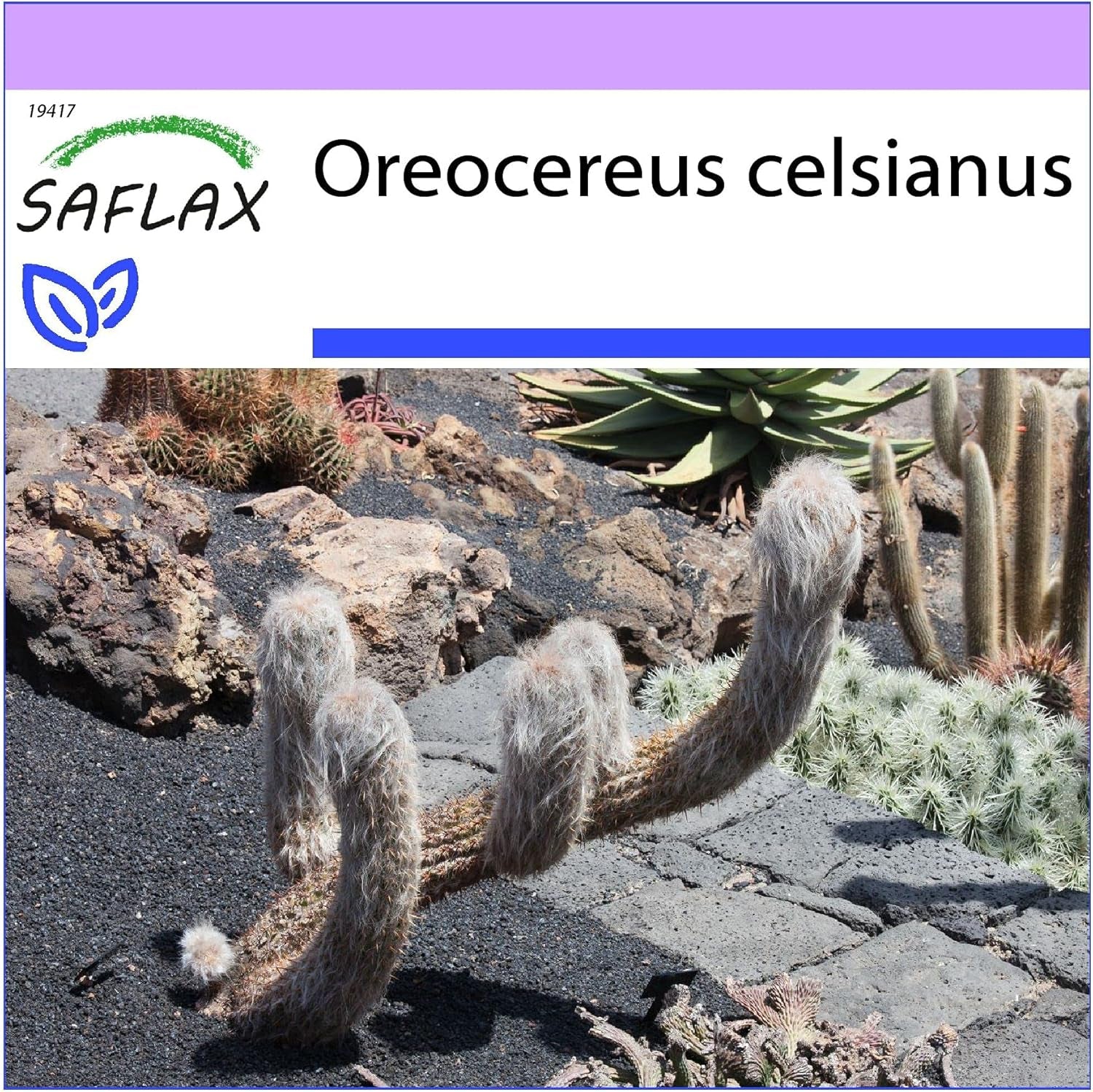 SAFLAX - Kakteen - Alter Mann Der Anden - 40 Samen - Oreocereus Celsianus