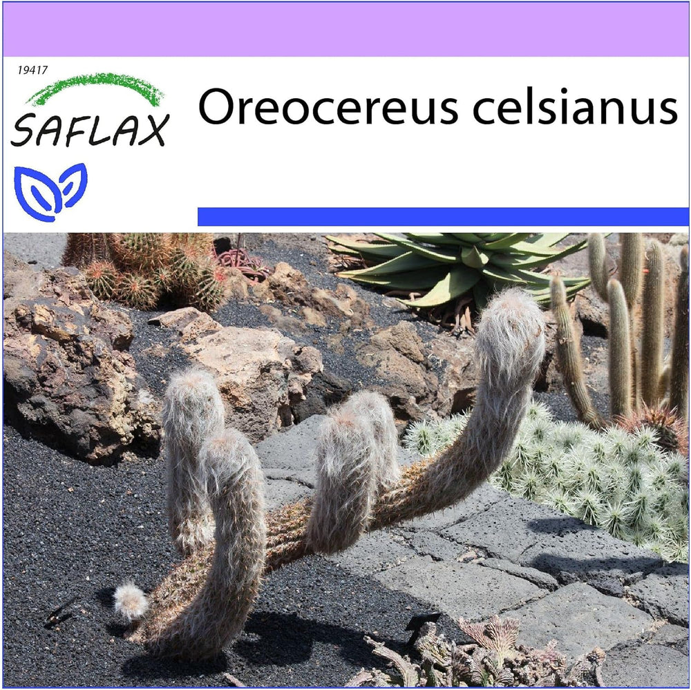 SAFLAX - Kakteen - Alter Mann Der Anden - 40 Samen - Oreocereus Celsianus