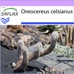 SAFLAX - Kakteen - Alter Mann Der Anden - 40 Samen - Oreocereus Celsianus