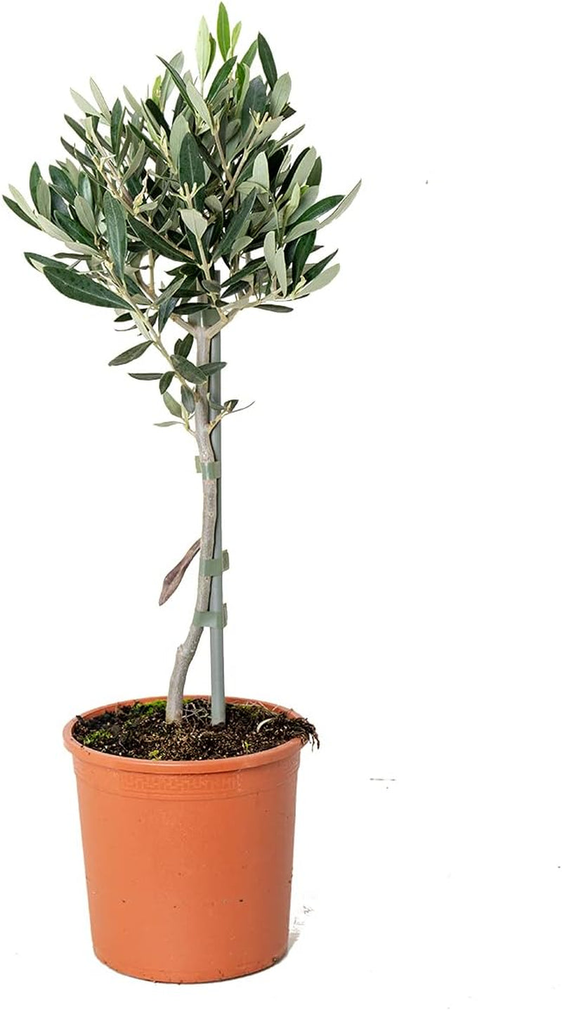 Bloomique - Olea Europaea - Olivenbaum Echt - Gartenpflanzen Winterhart - Höhe 80-90 Cm - Topf 19 Cm