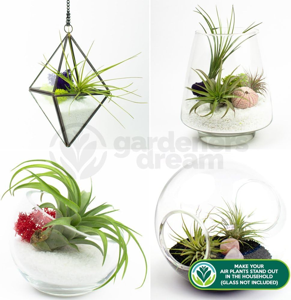 Gärtnertraum: 4 echte Tillandsia-Pflanzen – 4 echte Tillandsia-Luftpflanzen – Terrarienpflanzen – dekorative Terrarienpflanzen – luftreinigende Zimmerpflanzen – dekorative Pflanzen – echte Pflanzen