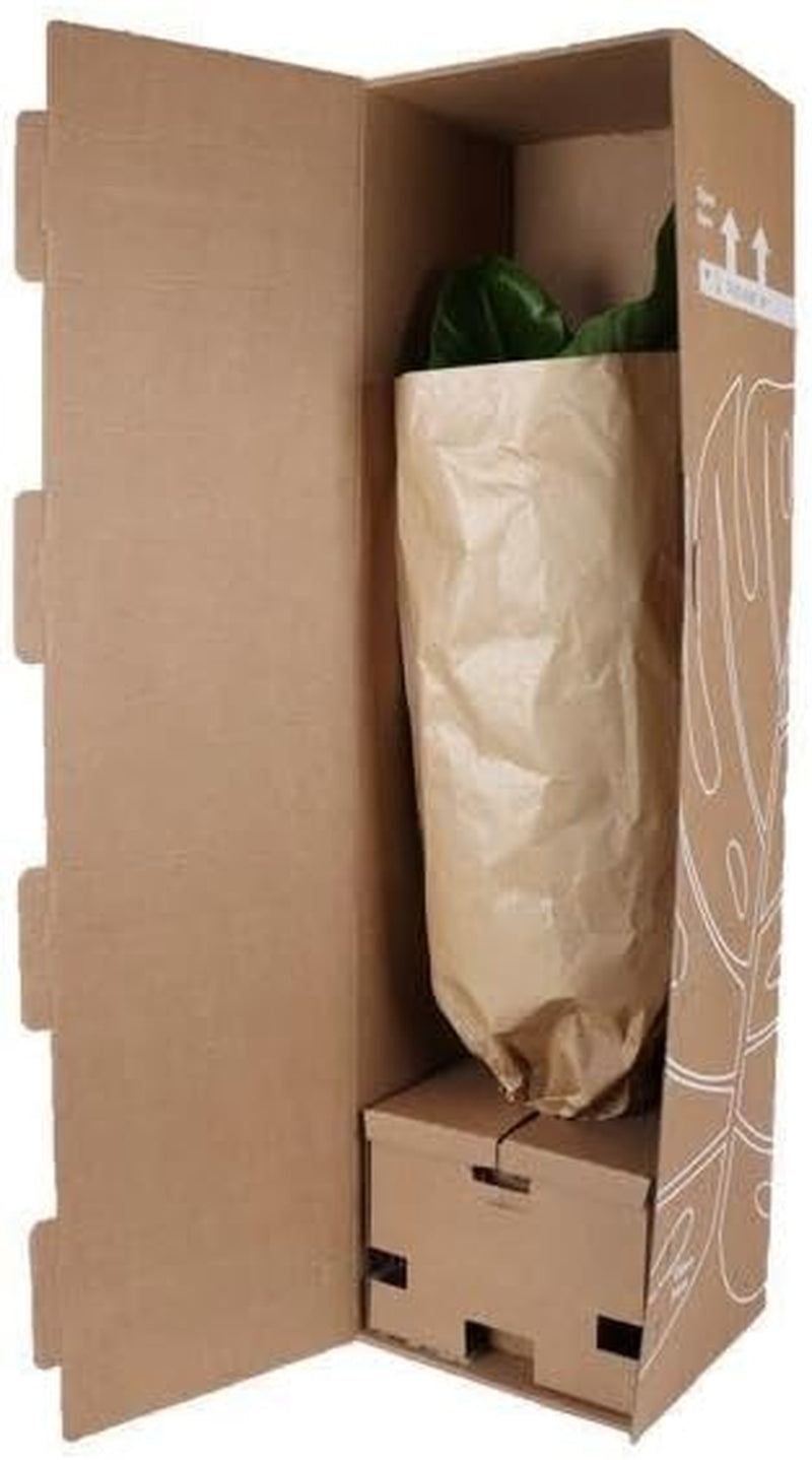 Trendyplants - Ficus Microcarpa Ginseng - Bonsai - Zimmerpflanze - Höhe 70-90 Cm - Topfgröße Ø23Cm