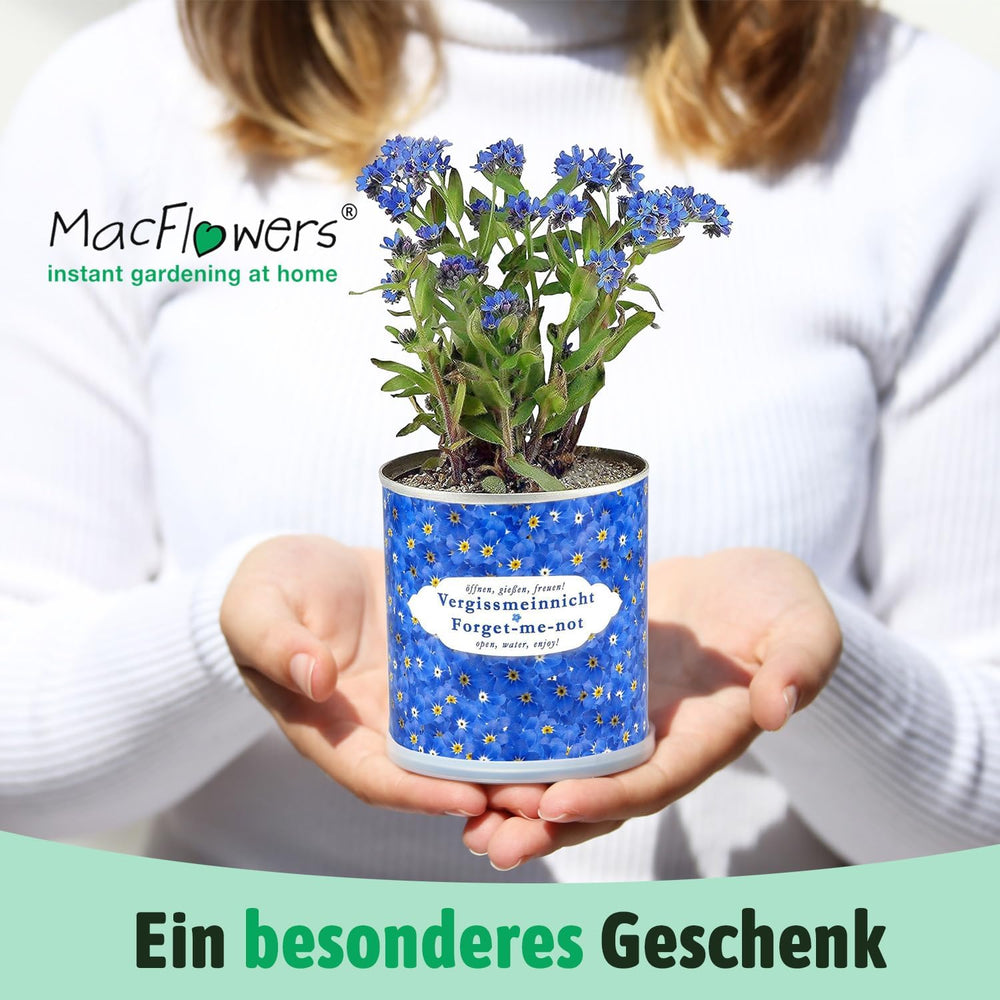 Schau mich nicht in einem Blumenkasten an | Wachstumsset als besonderes Geschenk | Öffnen, wässern, genießen | Zum Abschied oder als Dankeschön