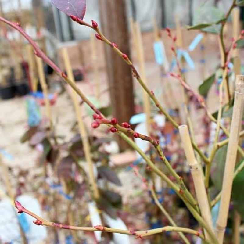 Schwarze Blaubeeren Riesige Amerikanisch Vielfalt Elliot - Obstpflanze Antik Auf Blumentopf 20 - Baum Max 50-100 Cm – 2 Jahre Anbau Italien