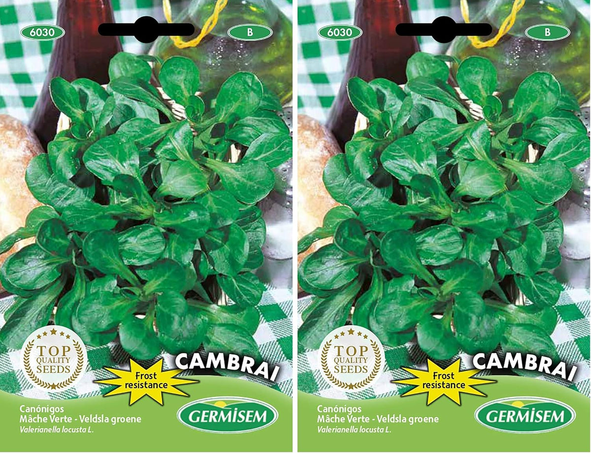 Feldsalat DE CAMBRAI, Mehrfarbig, EC6030 (Packung Mit 2)