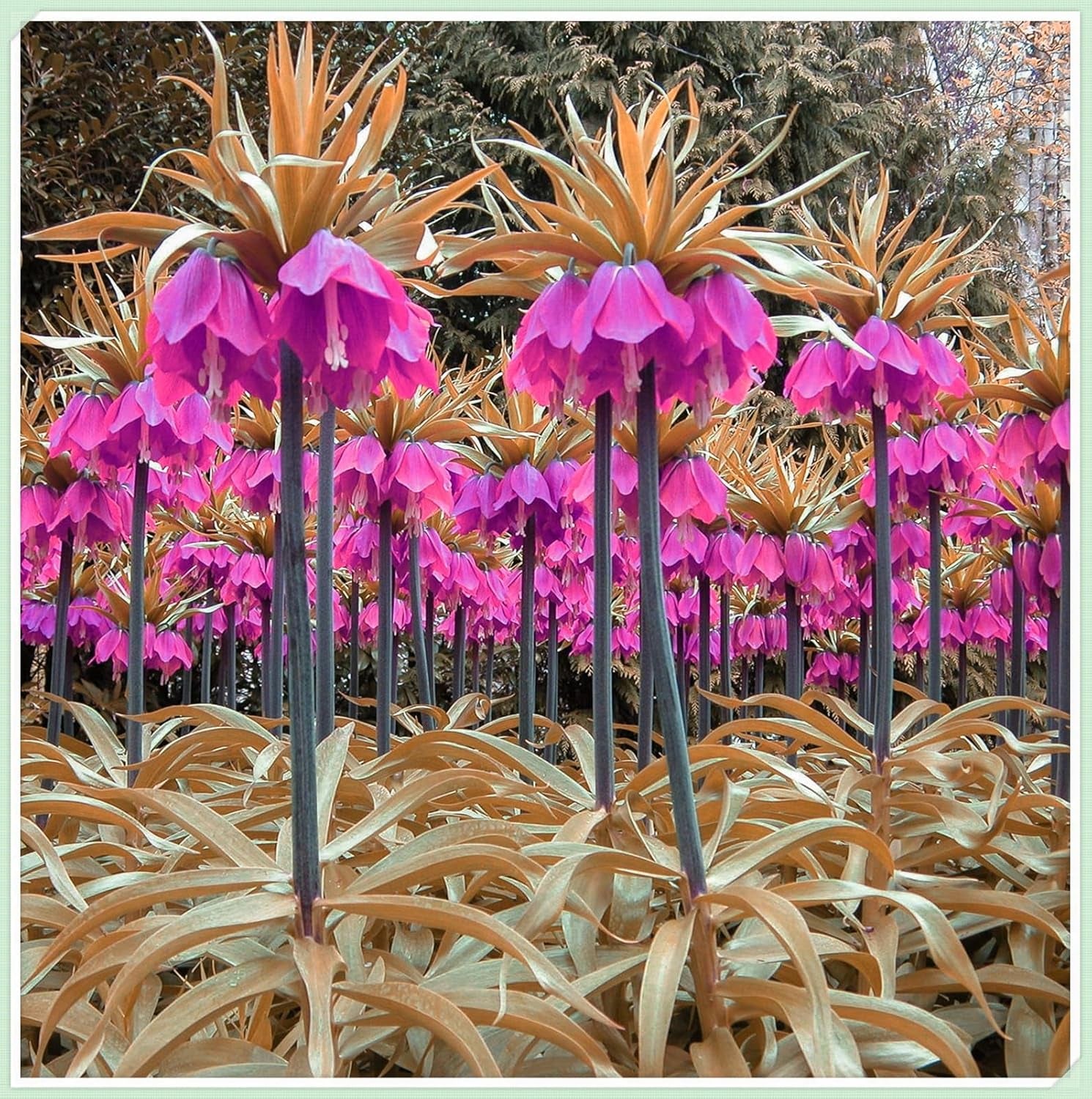 Blumenzwiebelmischung, Mystery Magic-Zwiebel, winterharte Pflanzung, winterharte mehrjährige Blumenzwiebel, winterharte Blumenzwiebeln – 3 Orchideenzwiebeln