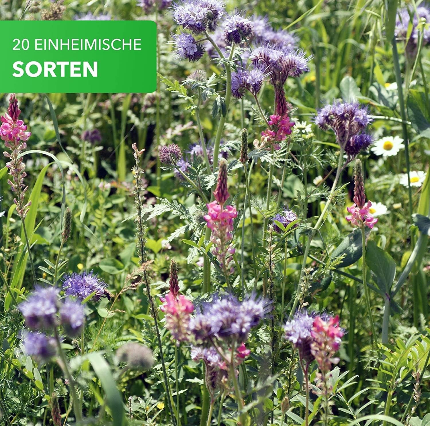 Magie der Natur 800gr. Blumensamen Mischung - Bienen Paradies - Blühfreudige Bienenweide für 150 bis 250 m²