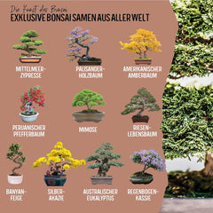 10 Bonsai-Samen aus 5 Kontinenten | Exotische Baumsamen für Ihren einzigartigen Bonsai | Starter-Kit und Pflanzenliebhaber | Unser Bonsai-Set als besondere Geschenkidee