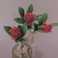 Skimmia - Wohnzimmer Deko Skimmia Japonica - Balkonpflanzen Winterhart Mehrjährig Für Draußen Winterhart Sträucher Bonsai 300Samen