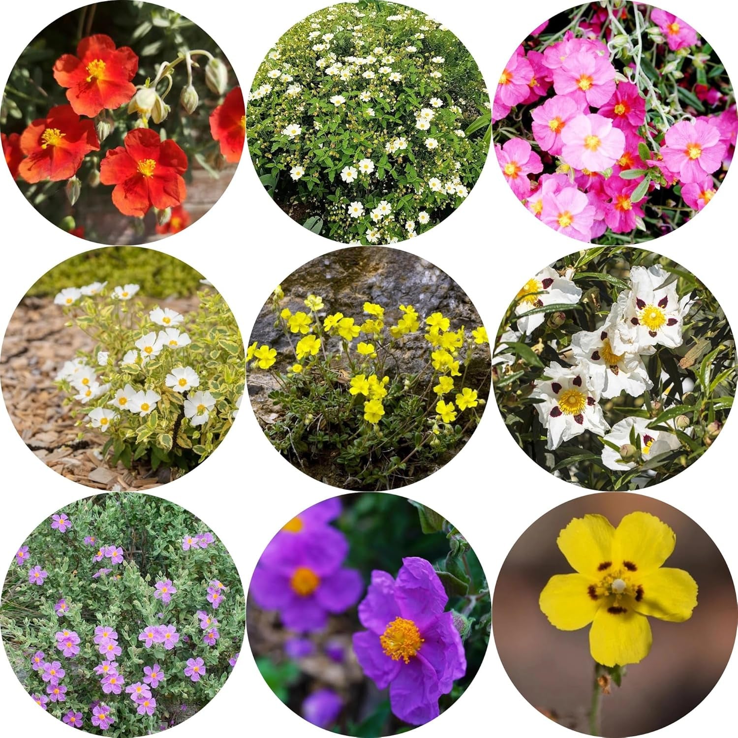 Zistrose Hecken Sträucher Herbst Deko Zistrosesamen Deko Wohnzimmer Balkon Sommerblumen Topfpflanzen Nachhaltige Geschenke Exotische Bio Grünpflanzen Blumensamen Gastgeschenk 160Samen