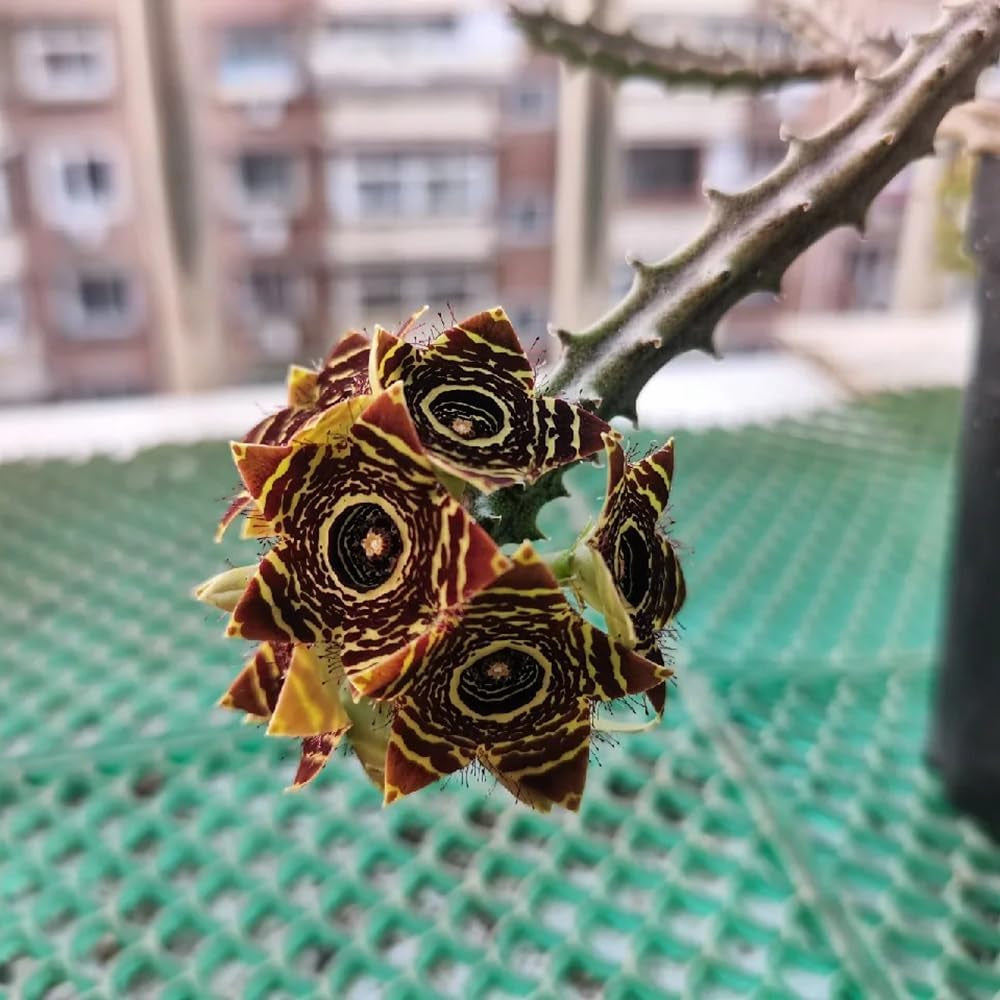 Stapelia - Kräuterpflanzen Balkongewächshäuser Wohnzimmer Deko Pflegeleichte Zimmerpflanzen Blumensamen Für Sonnige Plätze Grünpflanzen Dekopflanzen Bio Exotische Sukkulenten 10Samen