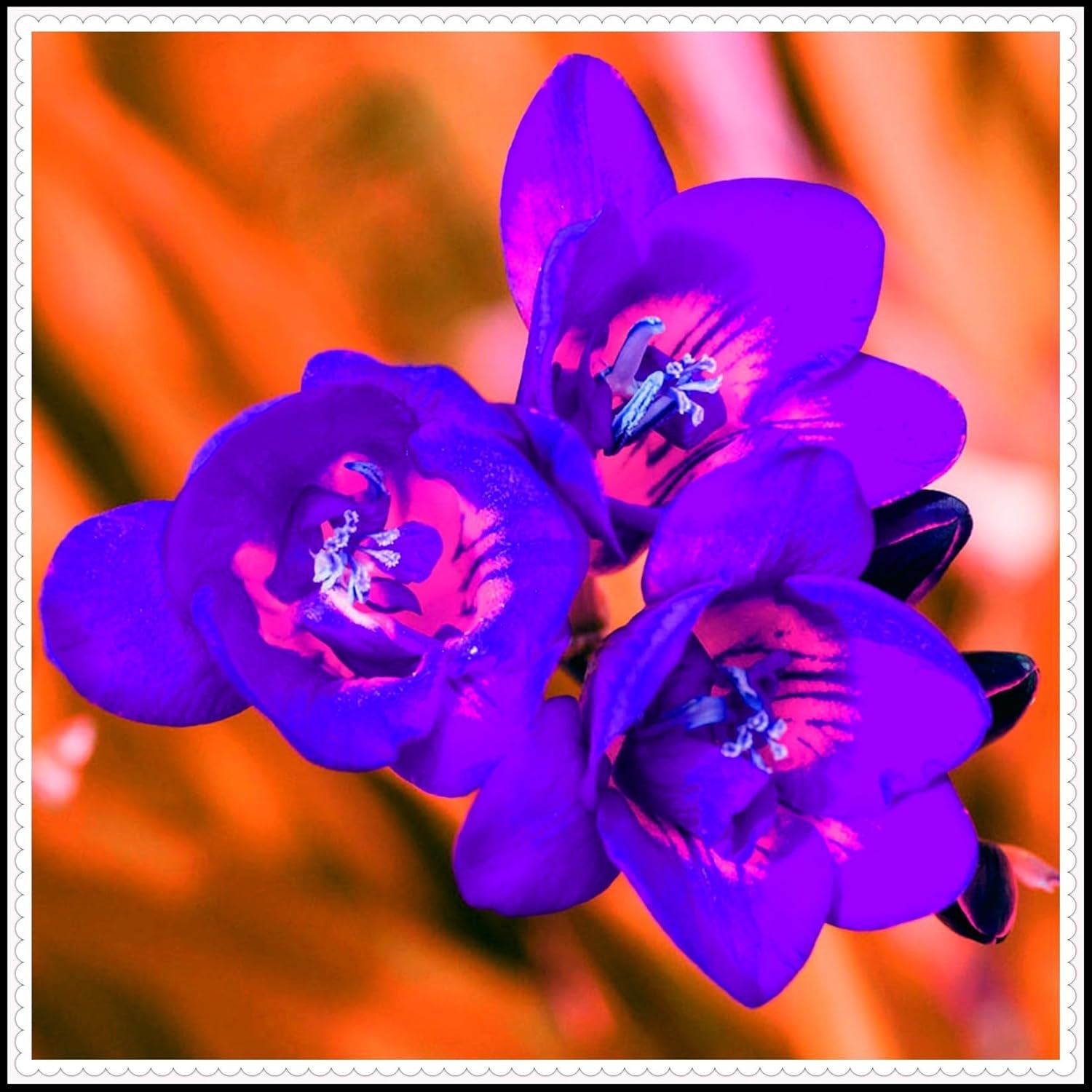 Blumenzwiebelmischung, Mystery Magic-Zwiebel, winterharte Pflanzung, winterharte mehrjährige Blumenzwiebel, winterharte Blumenzwiebeln – 3 Orchideenzwiebeln