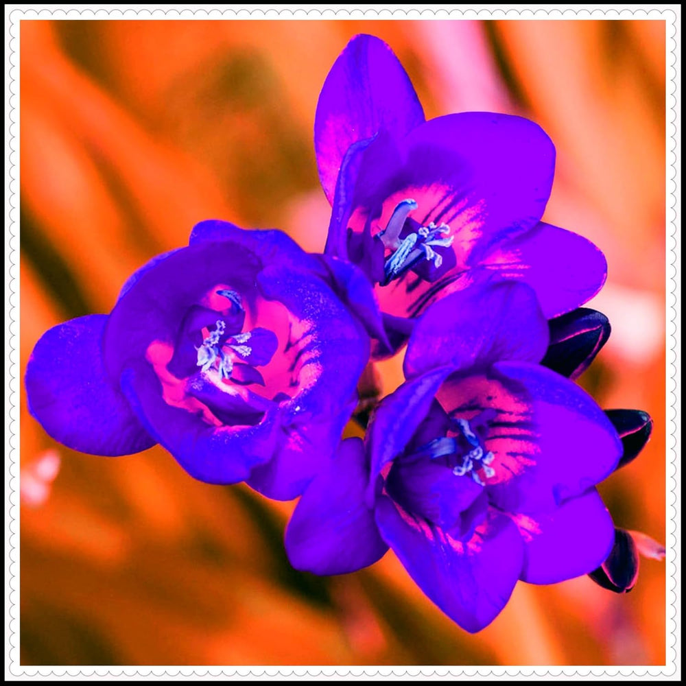 Blumenzwiebelmischung, Mystery Magic-Zwiebel, winterharte Pflanzung, winterharte mehrjährige Blumenzwiebel, winterharte Blumenzwiebeln – 3 Orchideenzwiebeln