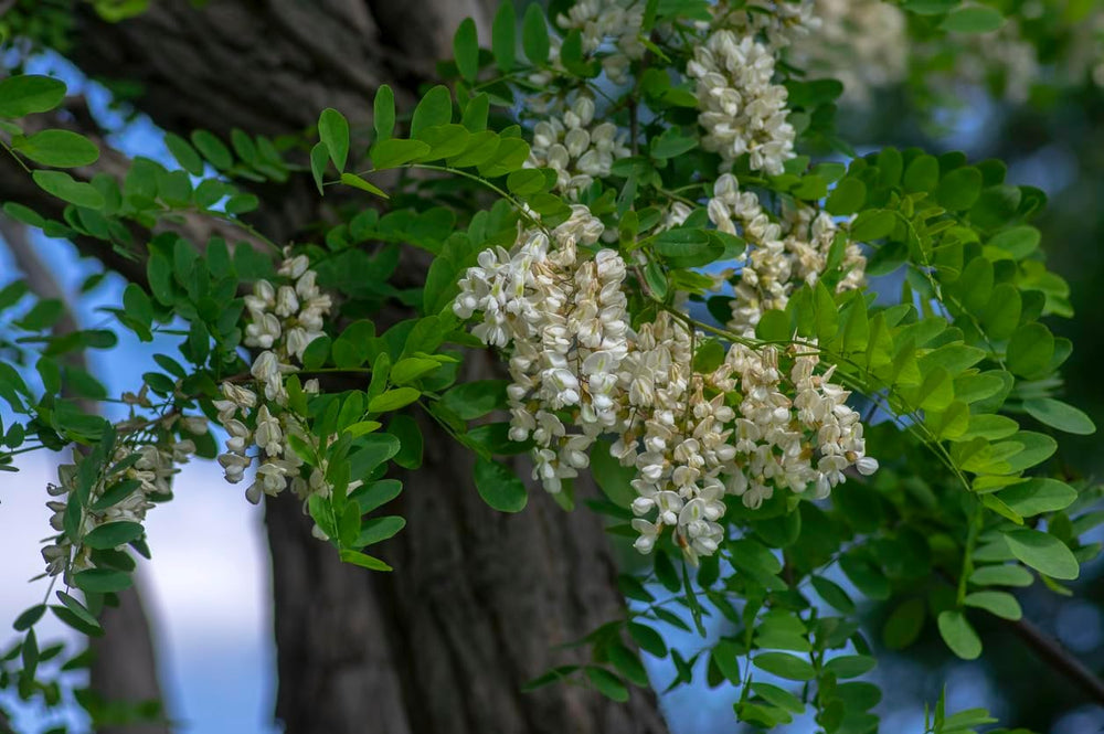 100 Samen Robinie Robinia Pseudoacacia Nyírségi Wertholz Ca. 50% Gerade Stämme