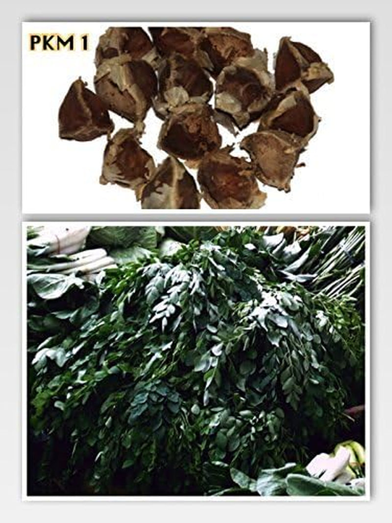 Moringa - Moringa oleifera - 100 Samen *Auch Meerrettichbaum genannt*