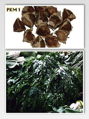 Moringa - Moringa oleifera - 100 Samen *Auch Meerrettichbaum genannt*