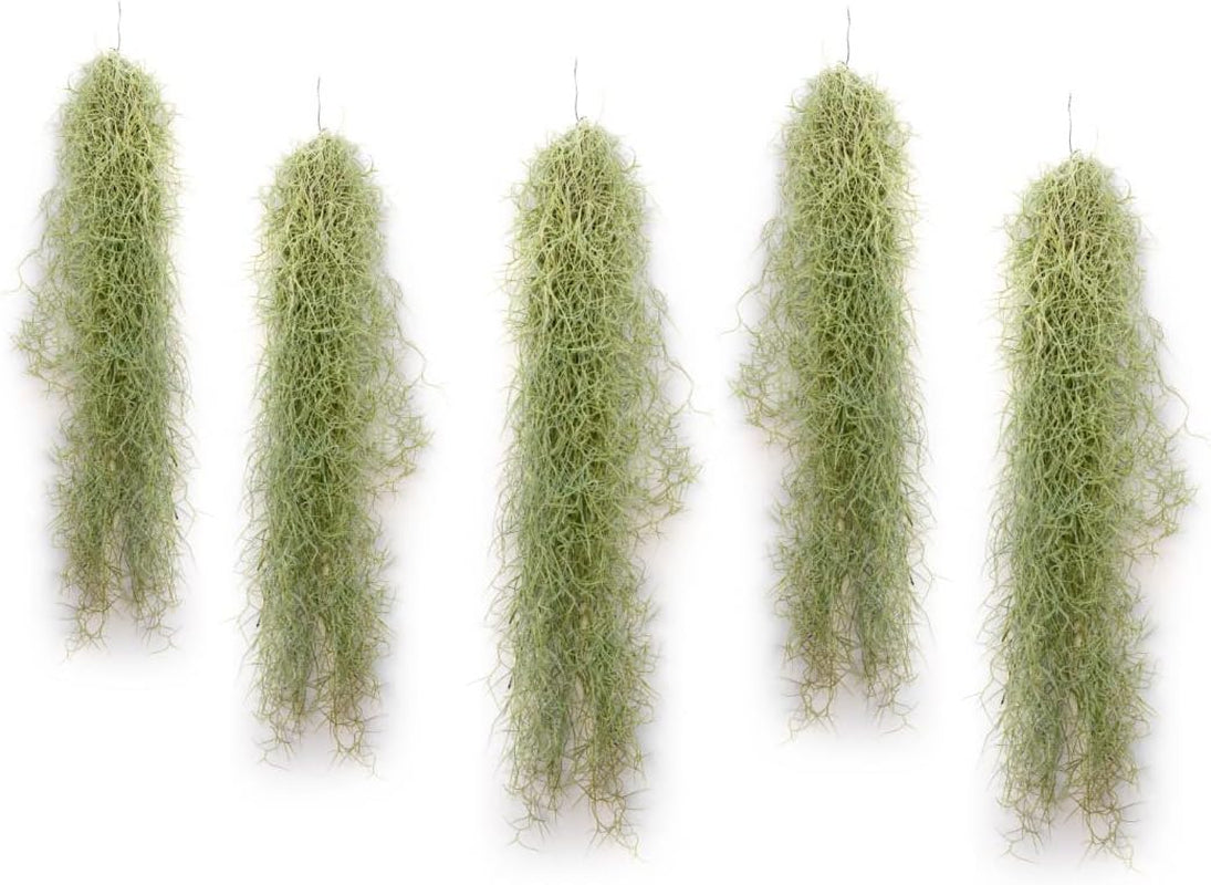 Air Plant Tillandsien Usneoides - Feenhaar Weiß - Tillandsien Hängend – Hängepflanze – Hängedeko - Luftpflanzen Hängend - Feenhaar Weiß - Pflanze Ohne Erde (1, 20-30 Cm)