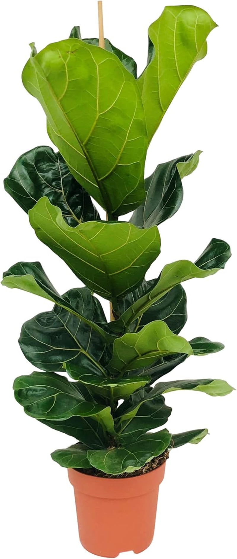 Bloomique - 2Er Set - Ficus Lyrata - Geigenfeige - Zimmerpflanzen Groß - Pflegeleicht - Luftreinigend - Höhe 60-70 Cm - Topf 17 Cm