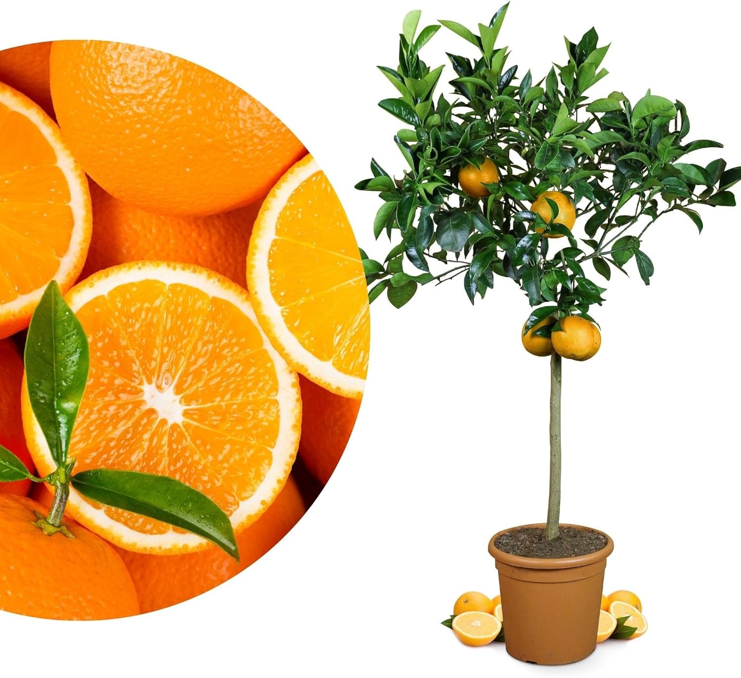 Orange von My Oranjeria – echte Orange – Zitruspflanze – Citrus sinensis – Orange – veredelte Orange für Gärtner (Mezzo [M])