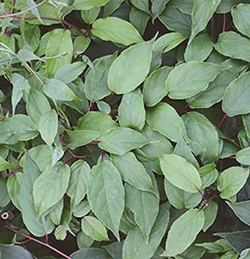Männliche Kiwi Kens Red 60-80Cm - Actinidia Arguta - Lebende Gartenpflanze Aus Den n