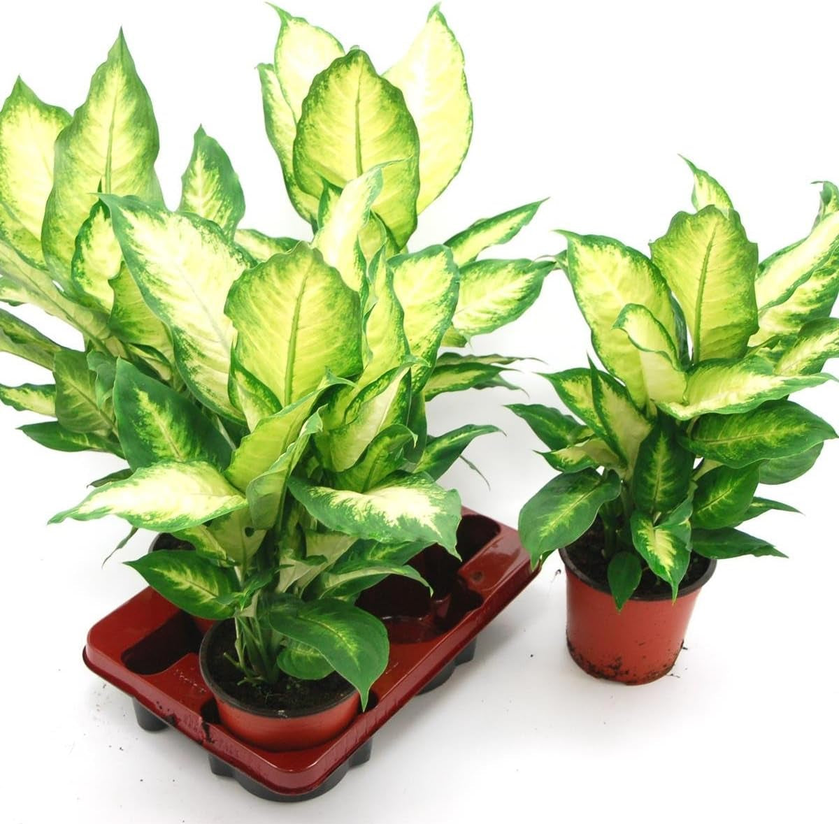 Dieffenbachia Mit Dekotopf, Weiß, Zimmerpflanzen